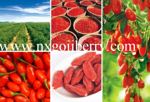 Goji Berry From China, Organic Goji FDA Certified, Super Goji Exporter